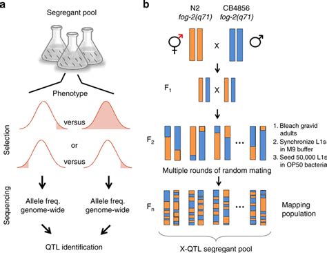 quantitative trait loci